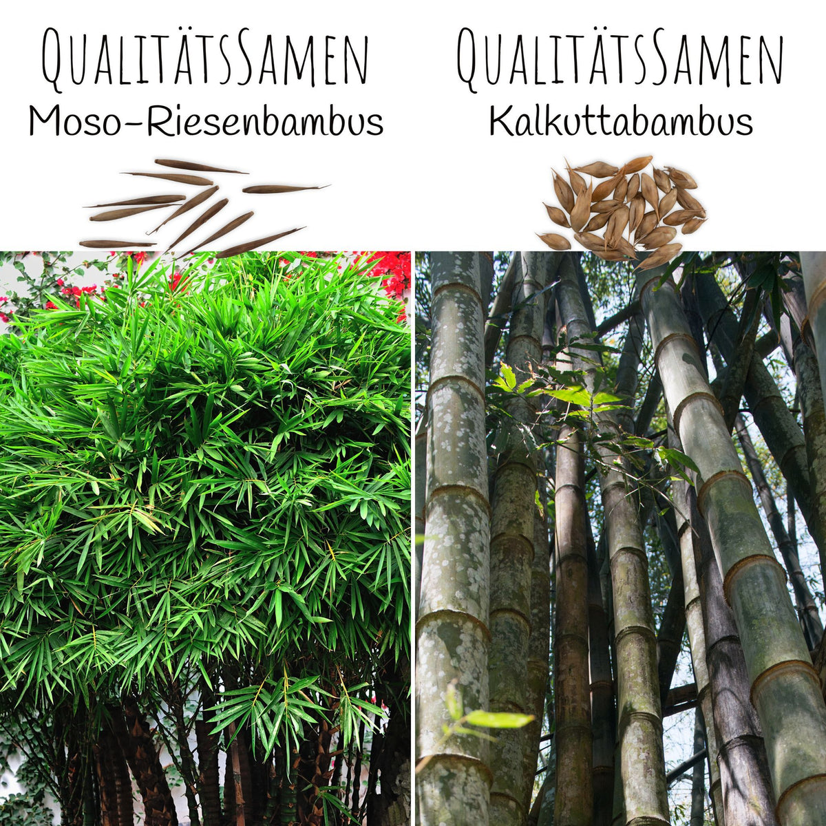 Bambus Samen Winterhart: Bambus Pflanze - HappySeed