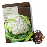 BIO Blumenkohl Samen (Schneeball) - Blumenkohl Saatgut aus biologischem Anbau (35 Korn) - HappySeed