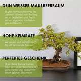 Weißer Maulbeerbaum Samen - Morus alba (Bonsai) - HappySeed