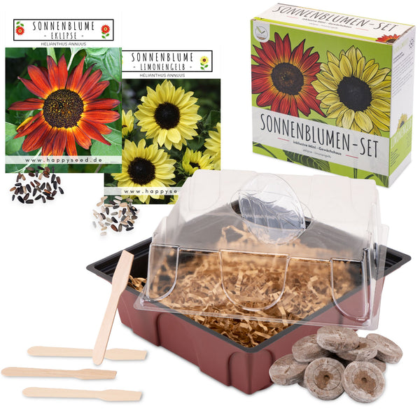 Sonnenblumen Anzuchtset - Pflanzset aus Mini-Gewächshaus, Sonnenblumen Samen &amp; Erde (Eklipse + Limonengelb) - HappySeed