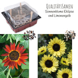 Sonnenblumen Anzuchtset - Pflanzset aus Mini-Gewächshaus, Sonnenblumen Samen &amp; Erde (Eklipse + Limonengelb) - HappySeed