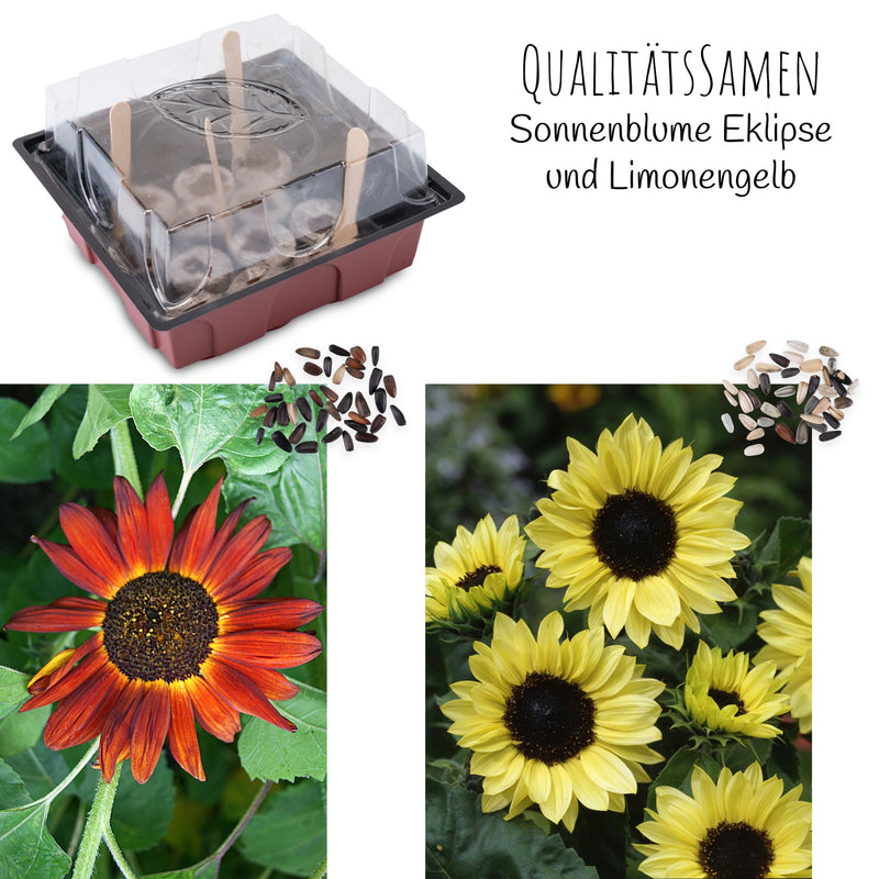 Sonnenblumen Anzuchtset - Pflanzset aus Mini-Gewächshaus, Sonnenblumen Samen &amp; Erde (Eklipse + Limonengelb) - HappySeed