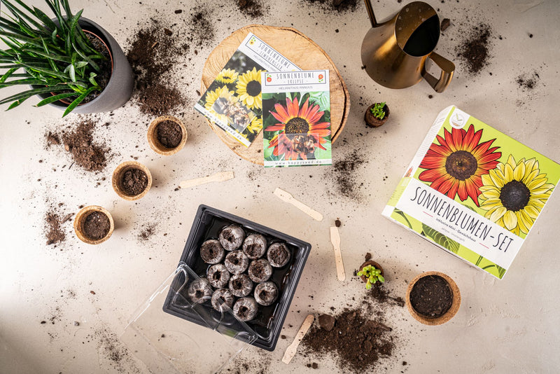 Sonnenblumen Anzuchtset - Pflanzset aus Mini-Gewächshaus, Sonnenblumen Samen &amp; Erde (Eklipse + Limonengelb) - HappySeed