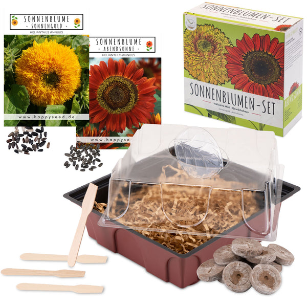 Sonnenblumen Anzuchtset - Pflanzset aus Mini-Gewächshaus, Sonnenblumen Samen &amp; Erde (Abendsonne + Sonnengold) - HappySeed