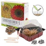 Sonnenblumen Anzuchtset - Pflanzset aus Mini-Gewächshaus, Sonnenblumen Samen &amp; Erde (Abendsonne + Sonnengold) - HappySeed