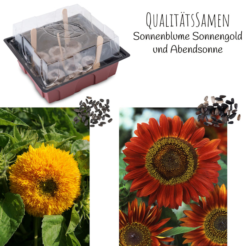 Sonnenblumen Anzuchtset - Pflanzset aus Mini-Gewächshaus, Sonnenblumen Samen & Erde (Abendsonne + Sonnengold) - HappySeed