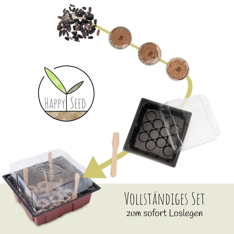 Sonnenblumen Anzuchtset - Pflanzset aus Mini-Gewächshaus, Sonnenblumen Samen &amp; Erde (Abendsonne + Sonnengold) - HappySeed