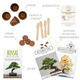 Bonsai Starter Kit inkl. eBook - Pflanzset aus Kokostöpfen, Samen & Erde  (Mittelmeer Pinie + Amerikanischer Amberbaum) - HappySeed