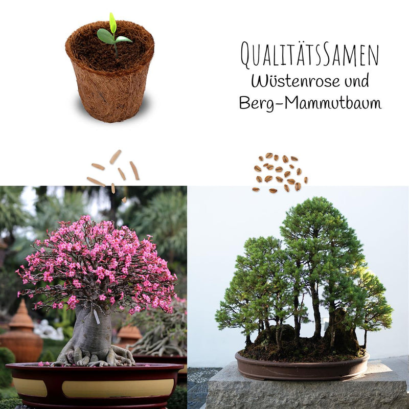 Bonsai Starter Kit inkl. eBook - Pflanzset aus Kokostöpfen, Samen &amp; Erde  (Wüstenrose + Berg Mammutbaum) - HappySeed