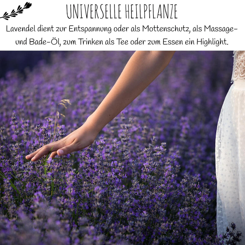 Lavendel Samen - Lavandula angustifolia (900 Korn) - HappySeed