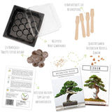 Bonsai Starter Kit inkl. GRATIS eBook &amp; Gewächshaus (Australische Kiefer + Ölbaum) - HappySeed