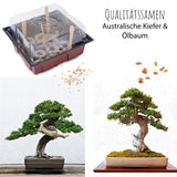 Bonsai Starter Kit inkl. GRATIS eBook &amp; Gewächshaus (Australische Kiefer + Ölbaum) - HappySeed