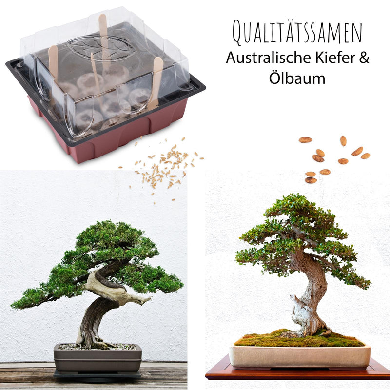 Bonsai Starter Kit inkl. GRATIS eBook &amp; Gewächshaus (Australische Kiefer + Ölbaum) - HappySeed
