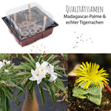 Kakteen Starter Kit - Mini-Gewächshaus, Erde & Samen (Madagascar Palme + Tigerrachen) - HappySeed