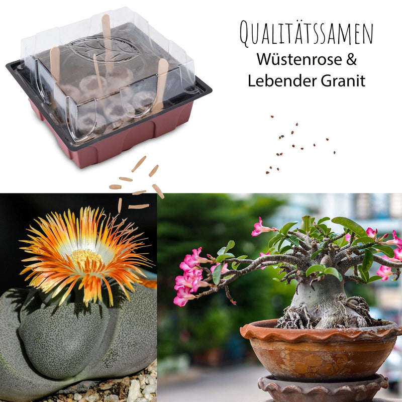 Kakteen Starter Kit - Mini-Gewächshaus, Erde & Samen (Wüstenrose + Lebender Granit) - HappySeed
