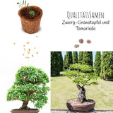 Bonsai Starter Kit inkl. eBook - Pflanzset aus Kokostöpfen, Samen &amp; Erde  (Zwerg-Granatapfel + Tamarinde) - HappySeed