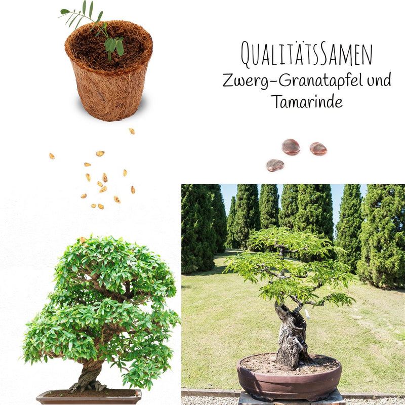 Bonsai Starter Kit inkl. eBook - Pflanzset aus Kokostöpfen, Samen &amp; Erde  (Zwerg-Granatapfel + Tamarinde) - HappySeed