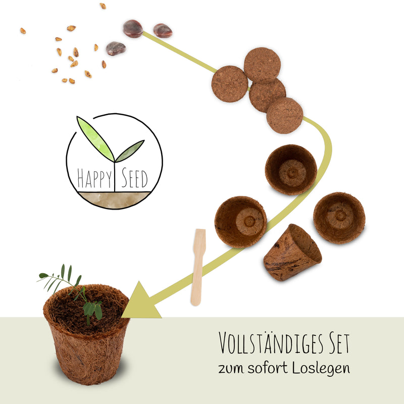 Bonsai Starter Kit inkl. eBook - Pflanzset aus Kokostöpfen, Samen &amp; Erde  (Zwerg-Granatapfel + Tamarinde) - HappySeed
