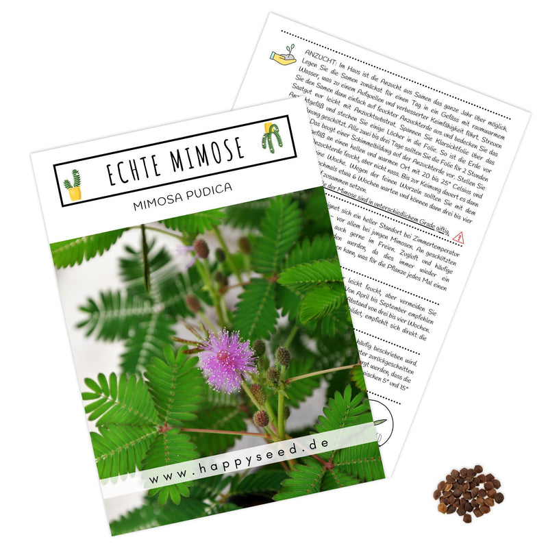 Echte Mimose Samen (Mimosa Pudica) mit hoher Keimrate -  vielblütige &amp; bewegungsfrohe Mimosen - HappySeed