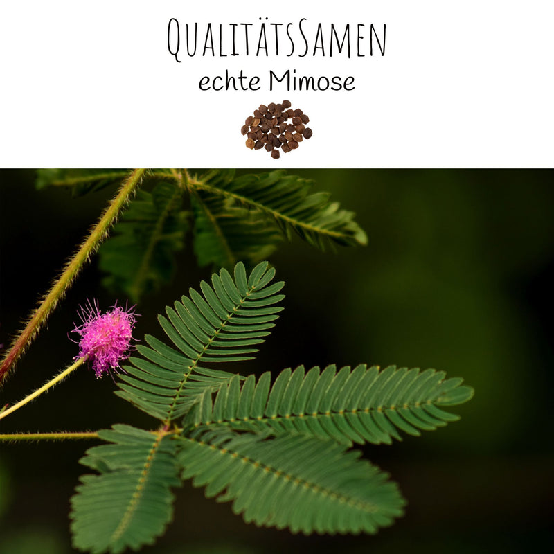 Echte Mimose Samen (Mimosa Pudica) mit hoher Keimrate -  vielblütige &amp; bewegungsfrohe Mimosen - HappySeed