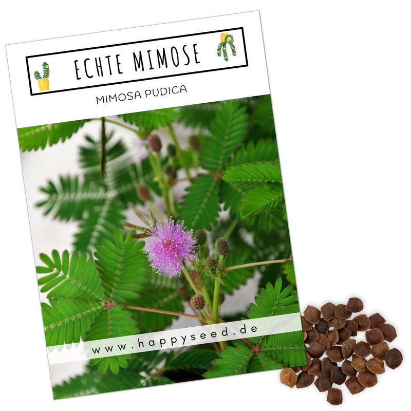 Echte Mimose Samen (Mimosa Pudica) mit hoher Keimrate -  vielblütige &amp; bewegungsfrohe Mimosen - HappySeed