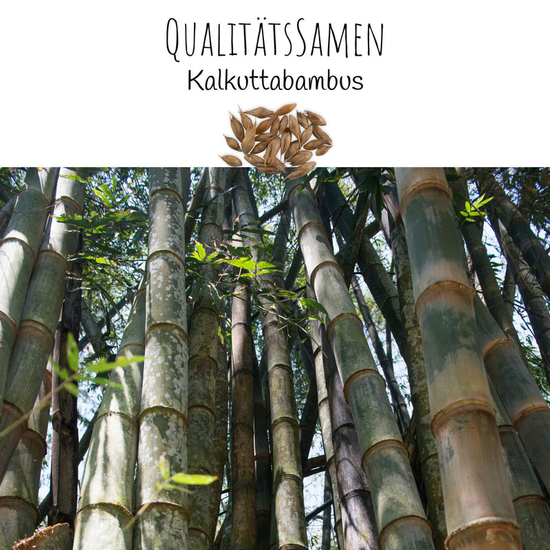 Bambus Samen mit hoher Keimrate - Bambussamen schnellwachsend & winterhart ideal als dekorativer Sichtschutz - HappySeed