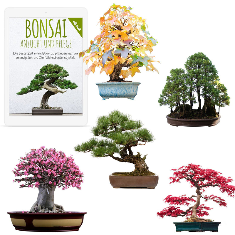 Außergewöhnliche Bonsai Samen mit hoher Keimrate - 5er Set inkl. GRATIS eBook - HappySeed