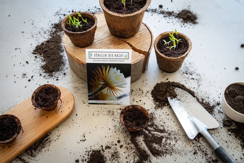 Außergewöhnliche Kakteen Samen mit hoher Keimrate - Königin der Nacht (Selenicereus Grandiflorus) - HappySeed