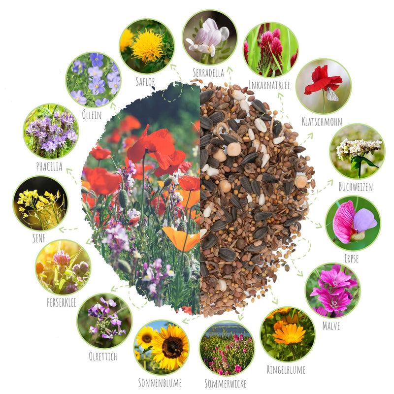 Schmetterlingswiese Samen für eine bunte Blumenwiese - Farbenfrohe &amp; nektarreiche Wildblumensamen für Schmetterlinge - HappySeed