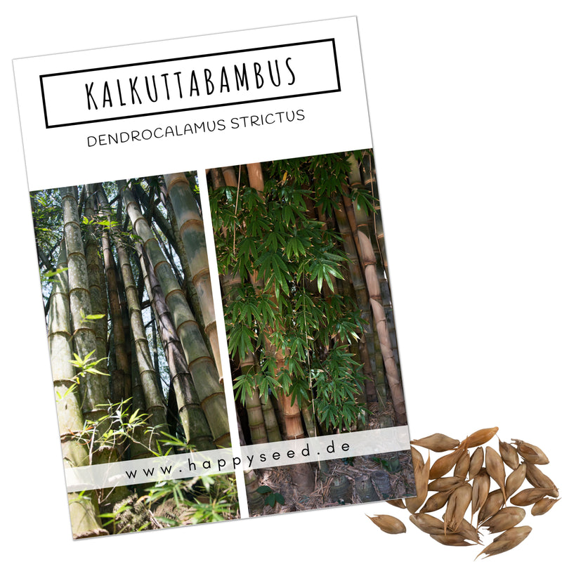 Kalkuttabambus Samen - Dendrocalamus strictus