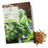 BIO Koriandersamen - Küchenkräuter Saatgut aus biologischem Anbau (35 Korn) - HappySeed