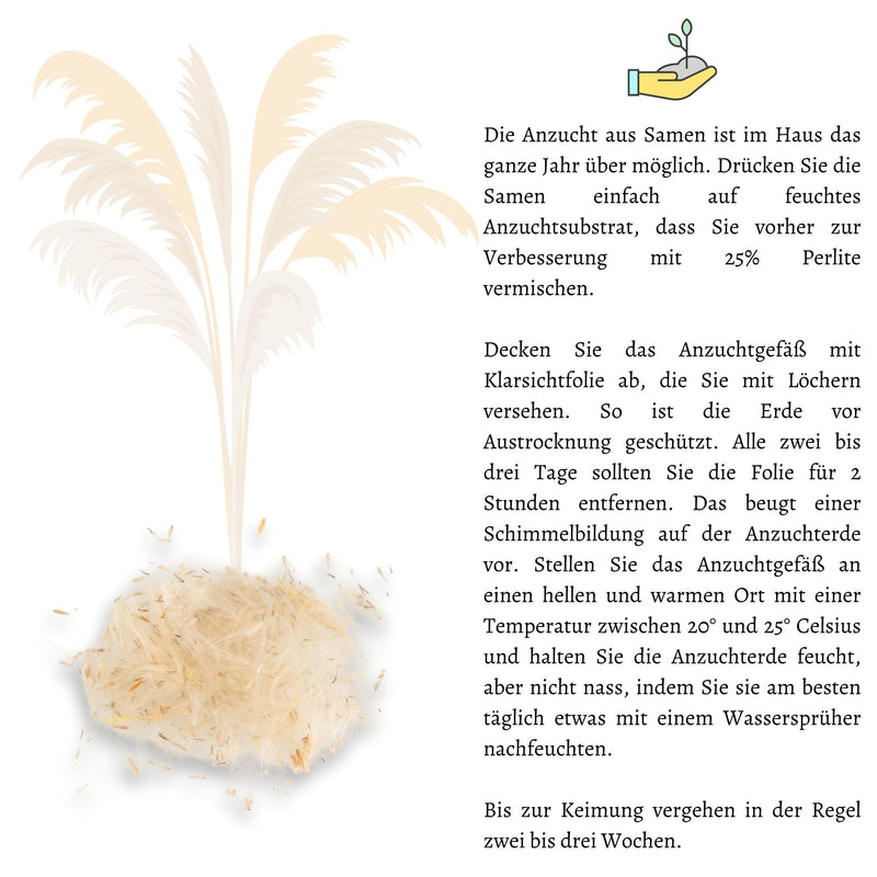 Japanisches Blutgras Samen - Imperata cylindrica - HappySeed