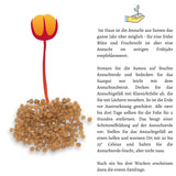 Physalis / Kapstachelbeere Samen - Physalis peruviana - HappySeed