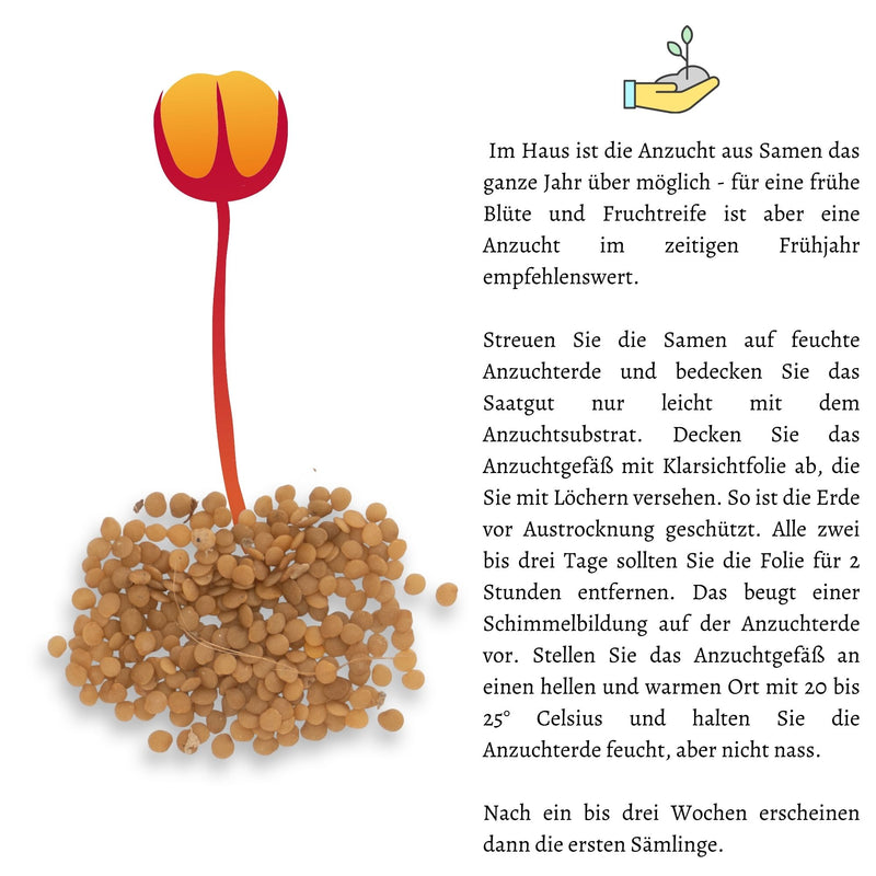 Physalis / Kapstachelbeere Samen - Physalis peruviana - HappySeed