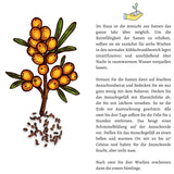 Sanddorn Samen - Hippophae rhamnoides - HappySeed