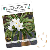 Madagascar Palme Samen - Pachypodium Lamerei (Kakteen) - HappySeed