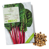BIO Mangold Samen (Rhubarb) - Mangold Saatgut aus biologischem Anbau (25 Korn) - HappySeed