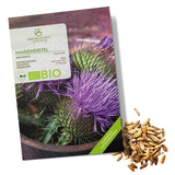 BIO Mariendistel Samen - Heilkräuter Saatgut aus biologischem Anbau (50 Korn) - HappySeed