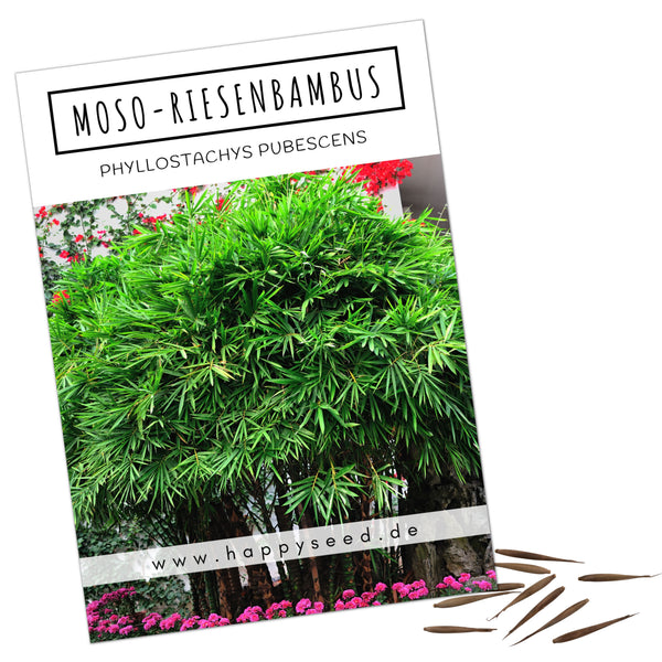 Moso Riesenbambus Samen - Phyllostachys pubescens  HappySeed