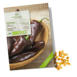BIO Paprika Samen (Sweet Chocolate) - Paprika Saatgut aus biologischem Anbau (10 Korn) - HappySeed