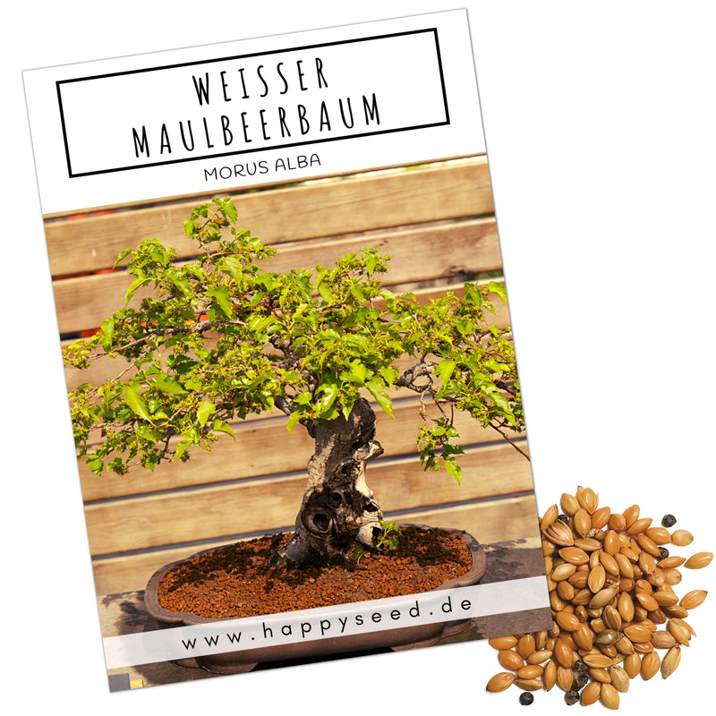 Weißer Maulbeerbaum Samen - Morus alba (Bonsai) - HappySeed