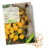 BIO Tomatensamen (Yellow Submarine) - Tomaten Saatgut aus biologischem Anbau (10 Korn) - HappySeed
