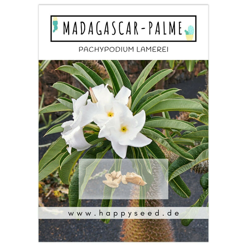 Madagascar Palme Samen - Pachypodium Lamerei (Kakteen) - HappySeed