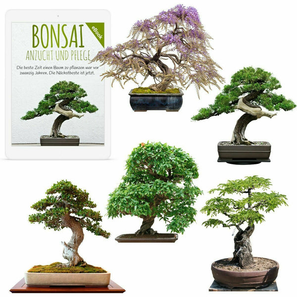 Bonsai Samen mit hoher Keimrate - 5er Set inkl. gratis eBook