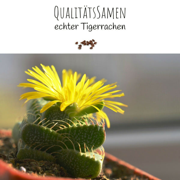 Echter Tigerrachen Samen - Faucaria Tigra (Kakteen) - HappySeed