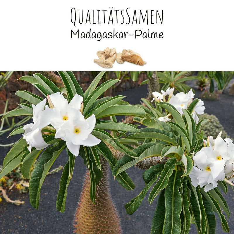 Madagascar Palme Samen - Pachypodium Lamerei (Kakteen) - HappySeed