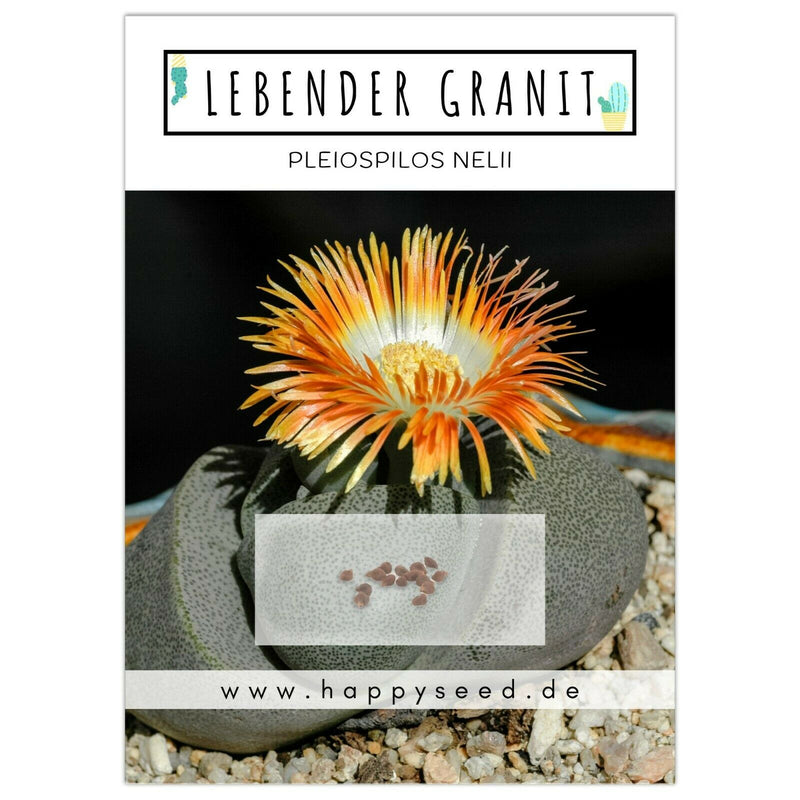 Lebender Granit Samen - Pleiospilos Nelii (Kakteen) - HappySeed