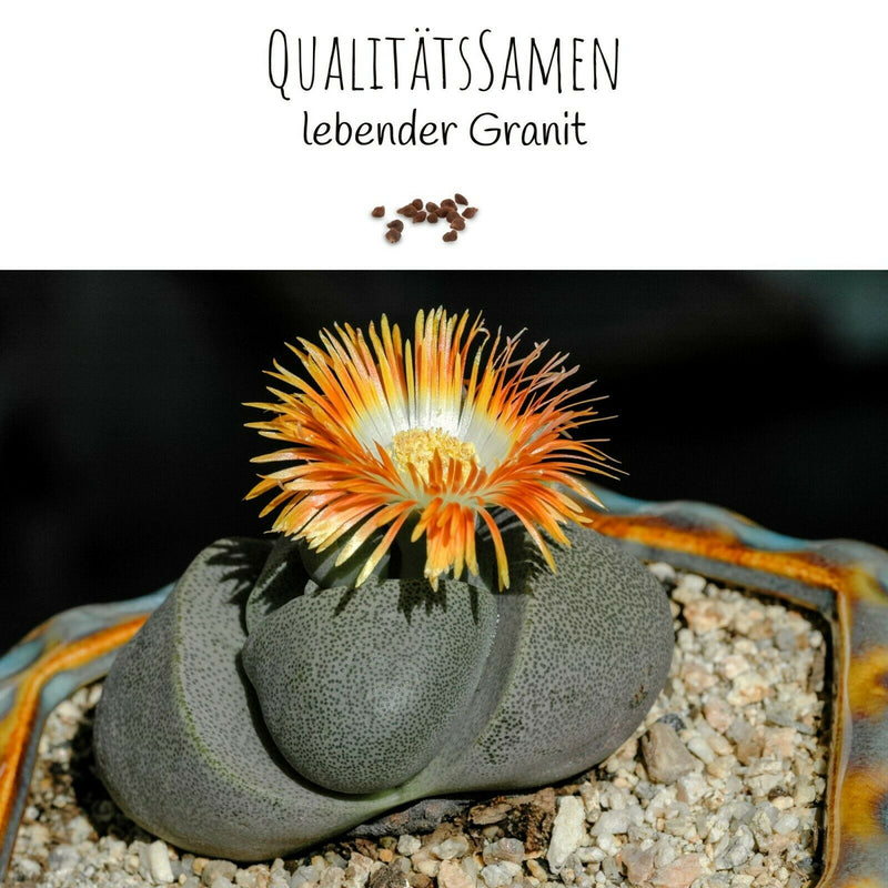 Lebender Granit Samen - Pleiospilos Nelii (Kakteen) - HappySeed
