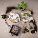 Bonsai Starter Kit inkl. GRATIS eBook &amp; Gewächshaus (Australische Kiefer + Ölbaum) - HappySeed