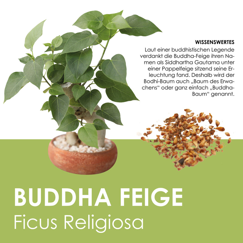 Buddha-Feige Samen - Ficus religiosa (Bonsai) - HappySeed